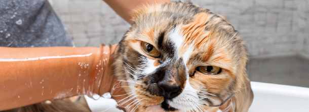 Как и зачем купать кошку